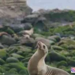 flu burung anjing laut california