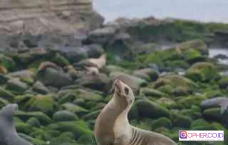 flu burung anjing laut california