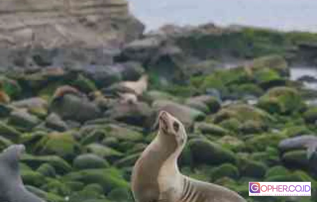 flu burung anjing laut california