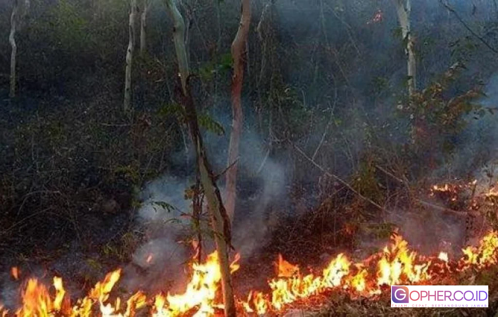 Kemarau Panjang dan Kebakaran Hutan