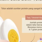 protein dalam telur