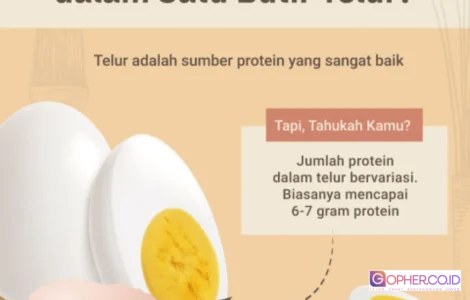 protein dalam telur
