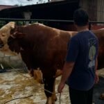 Sapi Kurban