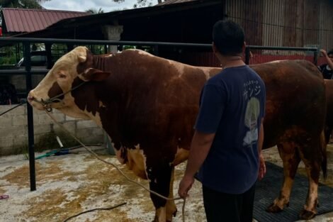 Sapi Kurban